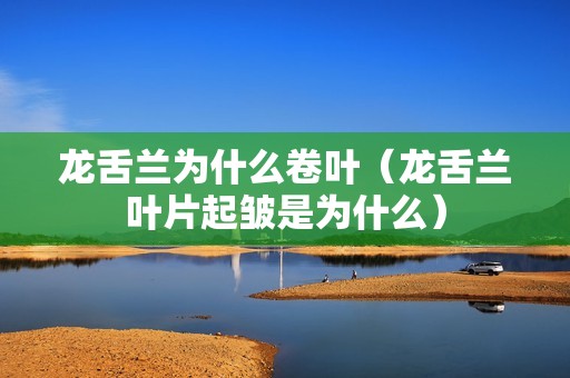 龙舌兰为什么卷叶（龙舌兰叶片起皱是为什么）