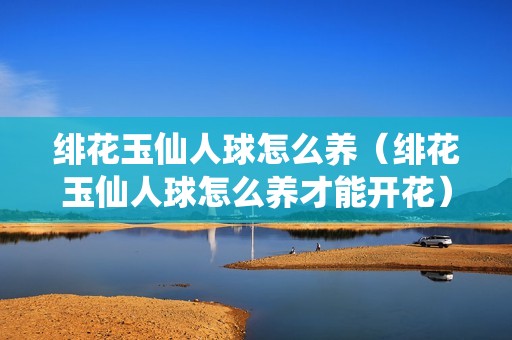 绯花玉仙人球怎么养（绯花玉仙人球怎么养才能开花）