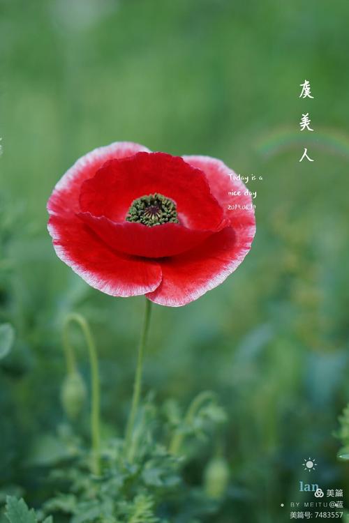 虞美人指什么花（虞美人是花吗?）