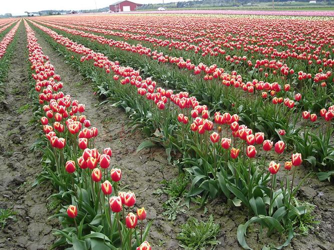 郁金香花什么时候种（郁金香花什么时候种植好）