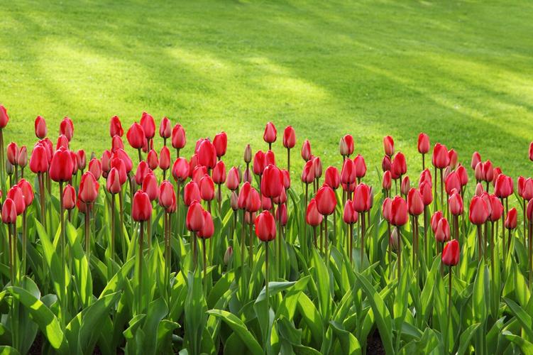 郁金香花什么时候种（郁金香花什么时候种植好）