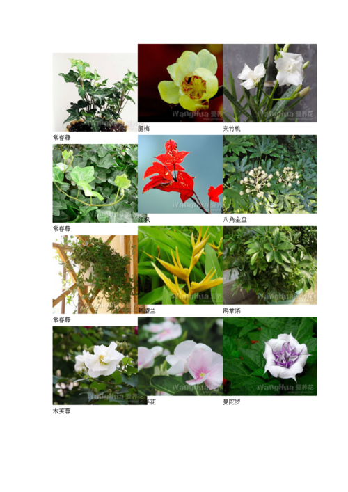 各类花卉名字及图片（各种各样花卉名称）