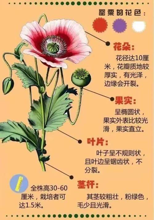 什么花是毒品（什么花是毒品花）