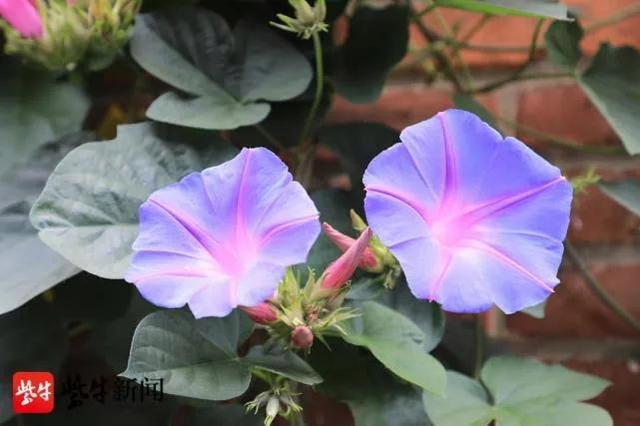 牵牛花花怎么养（牵牛花怎么养花开的最好?）