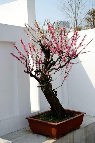 盆栽梅花什么时候剪枝（梅花盆景什么时候剪枝）