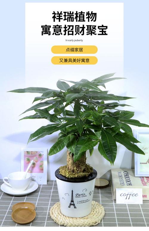 盆栽最好看的花（盆栽最好看的花是什么）