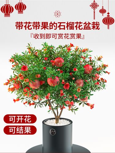 盆栽花石榴结果剪掉吗（盆栽花石榴结果剪掉吗怎么剪）