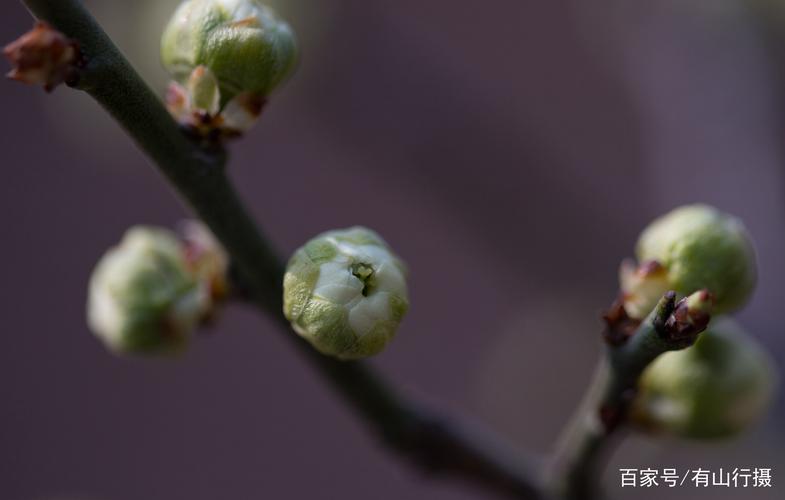 梅花怎么吸收什么水分（梅花怎么促进花苞）