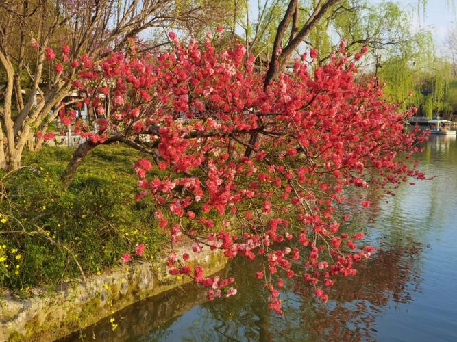 扬州春季花卉有哪些（扬州春天的花）