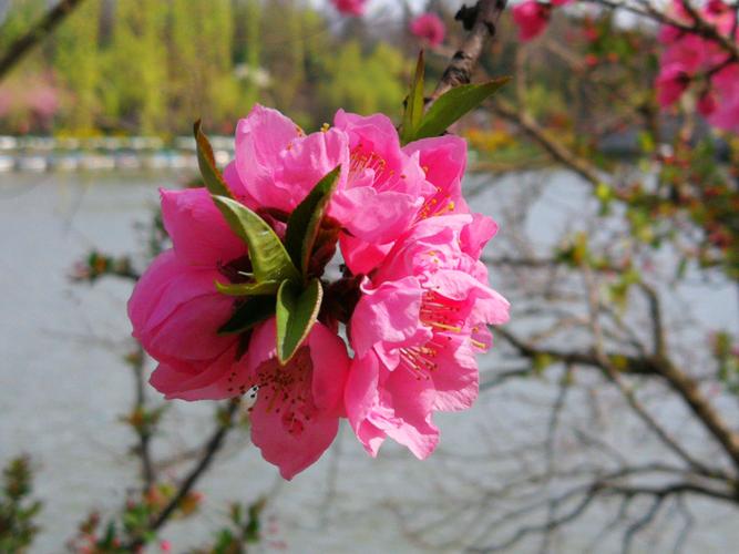 扬州春季花卉有哪些（扬州春天的花）