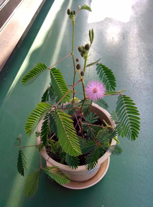 含羞草在什么季节开花（含羞草在什么季节开花?）