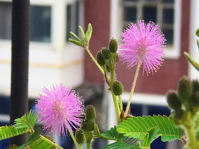 含羞草在什么季节开花（含羞草在什么季节开花?）