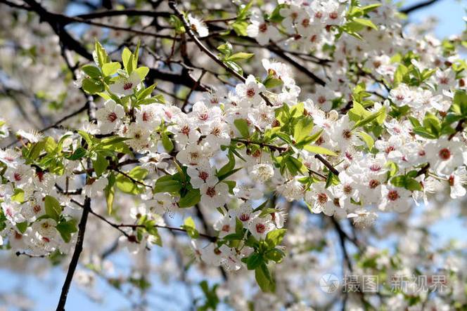 什么果树开白花（什么果树开白花好看）