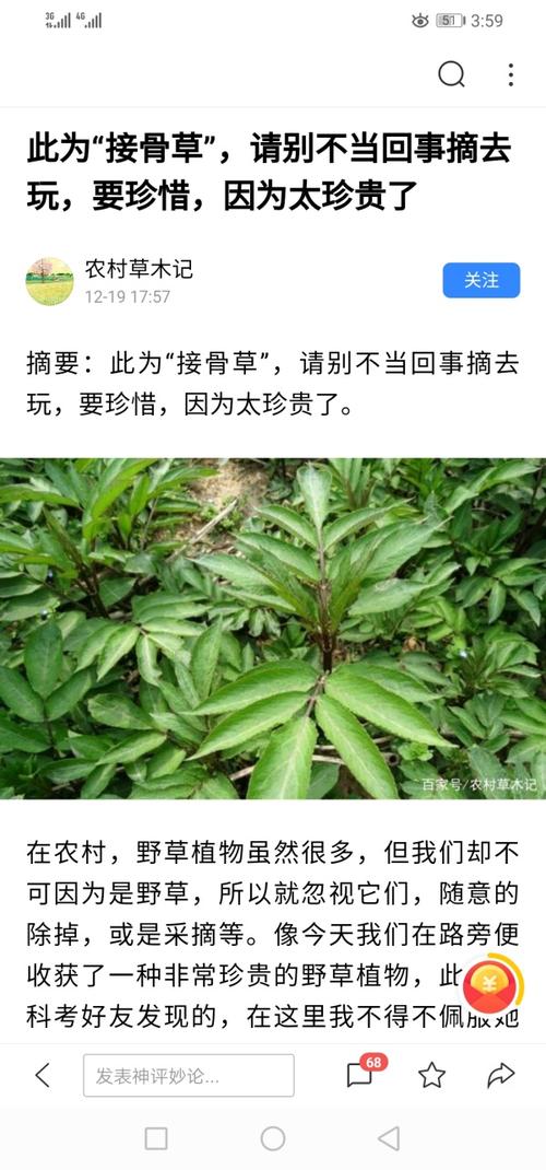 接骨草怎么繁殖（接骨草使用方法）