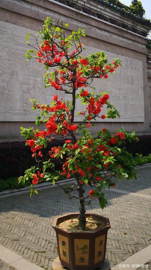 草本海棠盆栽（草本海棠花能活几年）