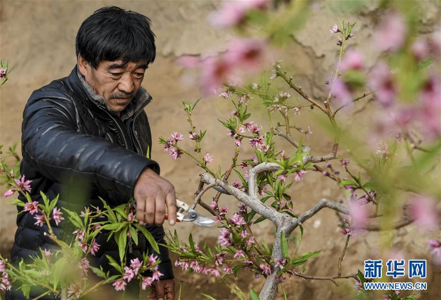 桃花怎么修剪好看（桃花如何剪）