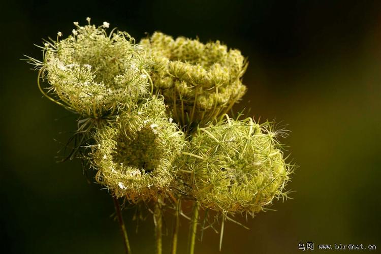 鸟巢的花语是什么（鸟巢花的图片）