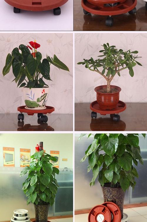 植物盆栽客厅大型底座（植物盆栽客厅大型底座图片大全）