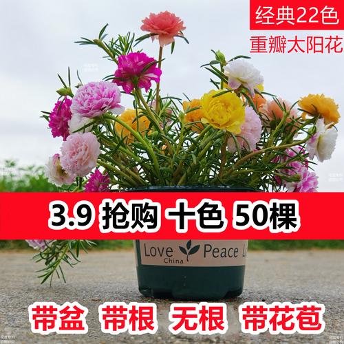 适合太阳花盆栽的植物（太阳花用什么盆栽好看）