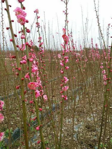 梅花树苗怎么修剪（梅花树苗怎么修剪视频）