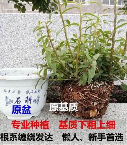 盆栽石斛植物直播（石斛盆景种植方法）