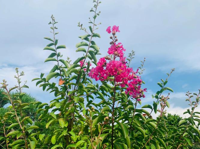 盆栽紫薇花养殖方法和技巧（紫薇花树盆栽）