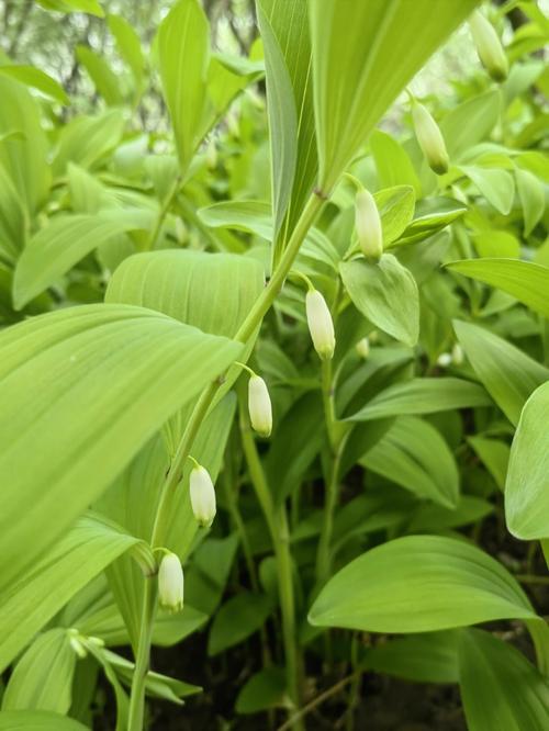 玉竹是什么类（玉竹属什么科植物）