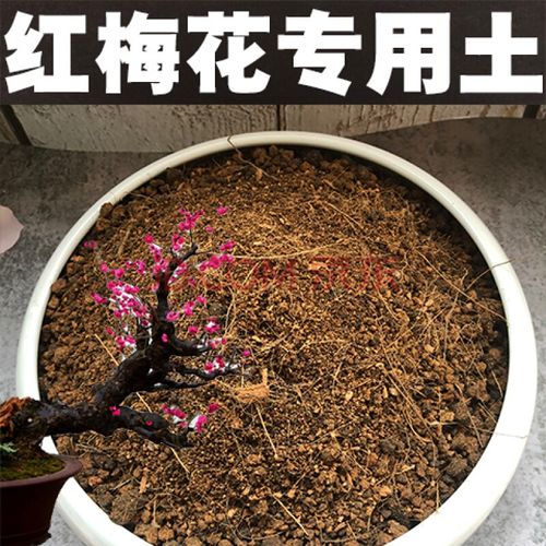 梅花盆栽土（梅花盆栽土壤怎么配）