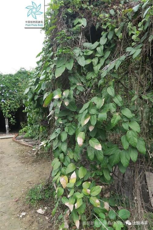 天仙藤怎么养（天仙藤为哪科植物）