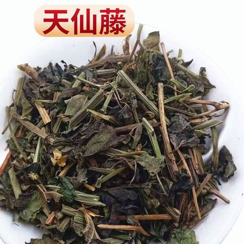 天仙藤怎么养（天仙藤为哪科植物）