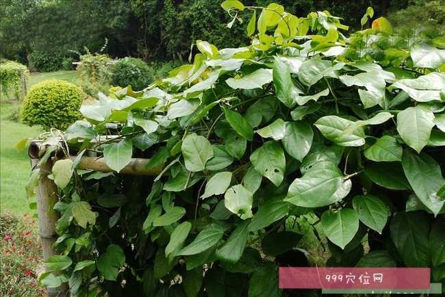 天仙藤怎么养（天仙藤为哪科植物）