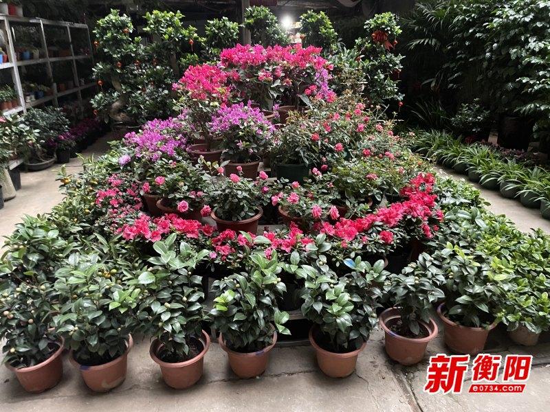 衡阳绿植物盆栽（衡阳绿植物盆栽种植基地）