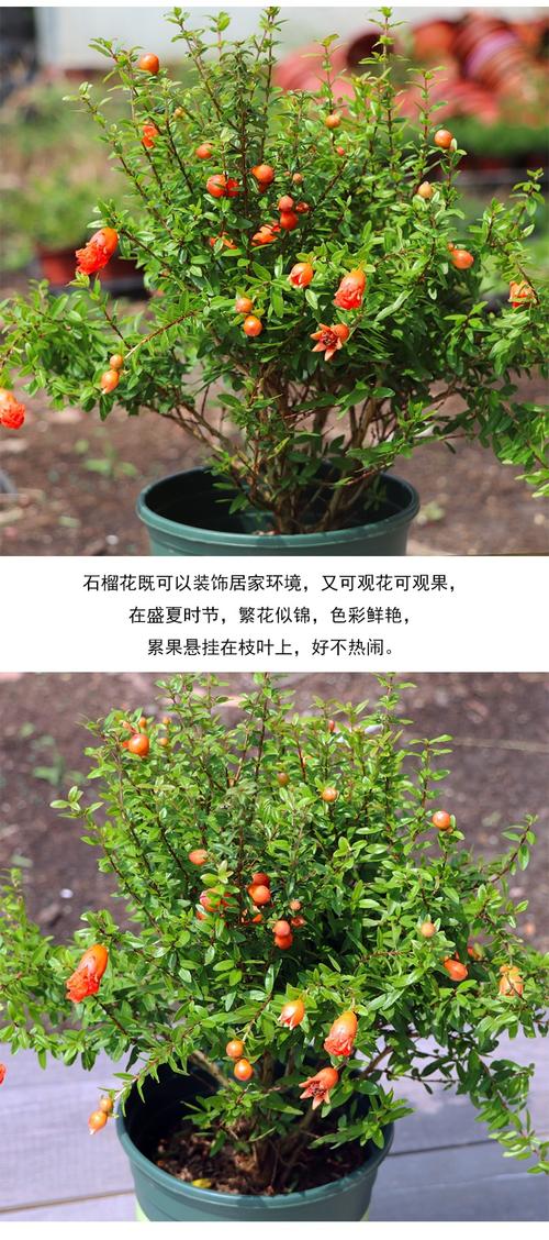 石榴花盆栽几月养殖方法（盆栽石榴花花期几天）