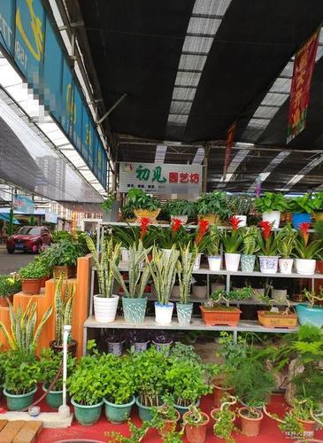 喀什花卉市场在哪（喀什市花鸟市场在哪里）