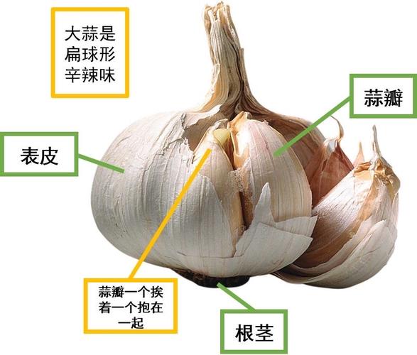 蒜瓣怎么量几厘米（蒜瓣怎么量几厘米长度）