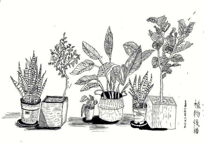 植物小盆栽线描（植物小盆栽线描画图片）