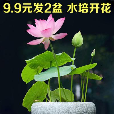 水生盆栽植物花（水生植物盆栽有啥品种）