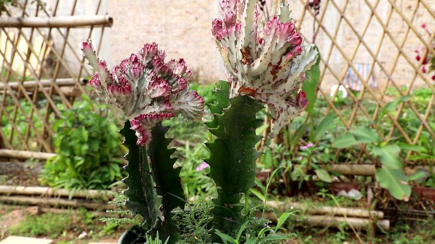 龙花怎么养（龙花图片）