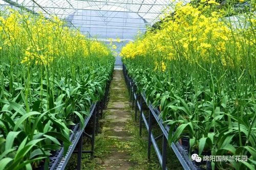 四川绵阳花卉基地在哪（绵阳花卉种植基地）