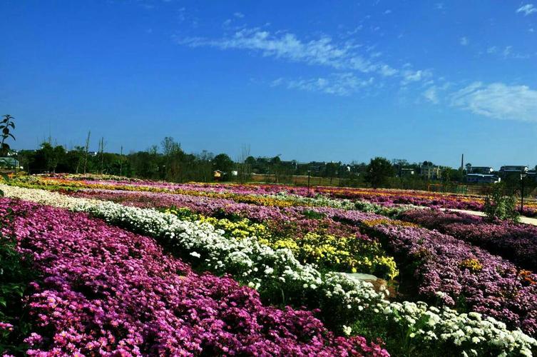 四川绵阳花卉基地在哪（绵阳花卉种植基地）