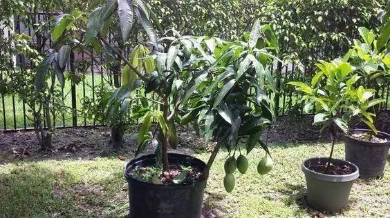 芒果盆栽什么季节种（芒果种植方法盆栽什么时候结果）