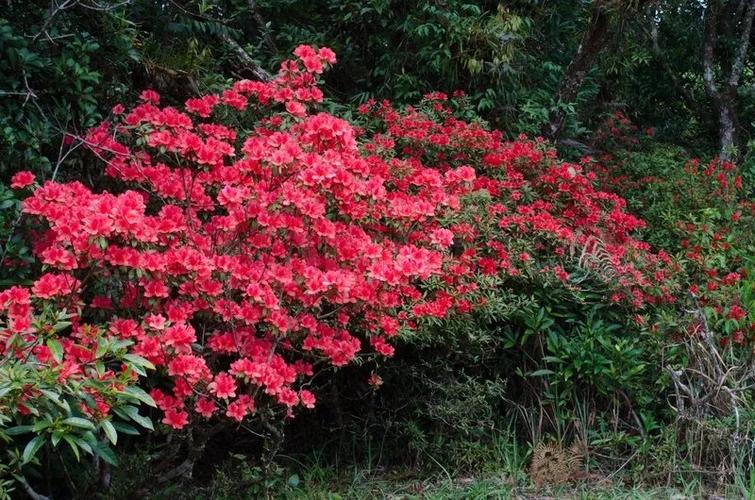 杜鹃花的什么时候开花（杜鹃花的什么时候开花结果）