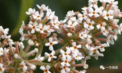 消饭花是什么（消饭花学名）