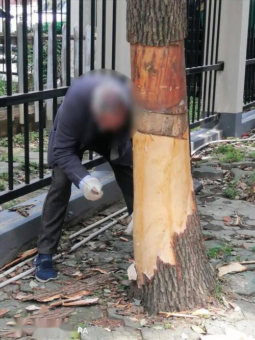 为什么树不怕太阳（为什么树不怕中空,怕剥皮）