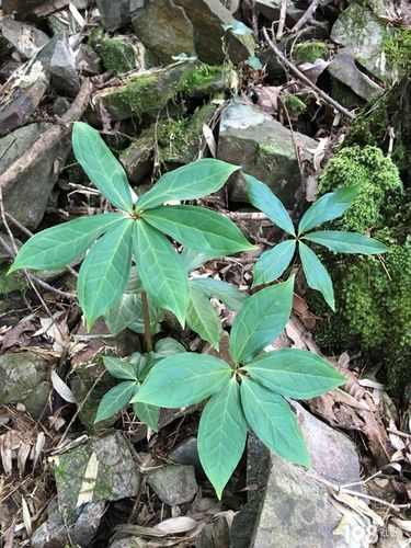 七叶一枝花盆栽养殖方法（七叶一枝花养殖技术）