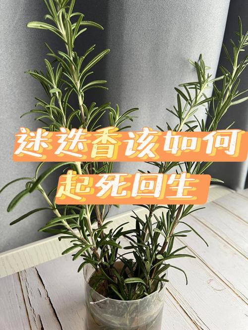 迷迷香盆栽养殖方法（迷迷香的花语）