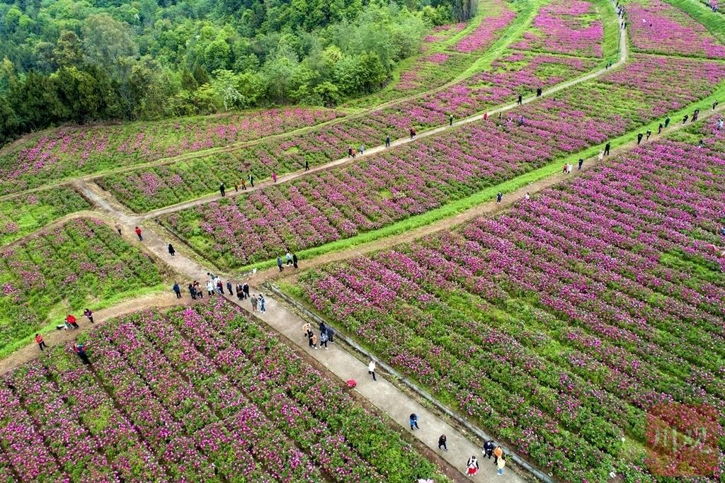 南充哪里有花卉基地（南充哪有花卉种植基地）