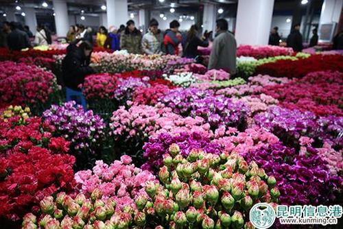 昆明花卉质量（昆明花卉产业）