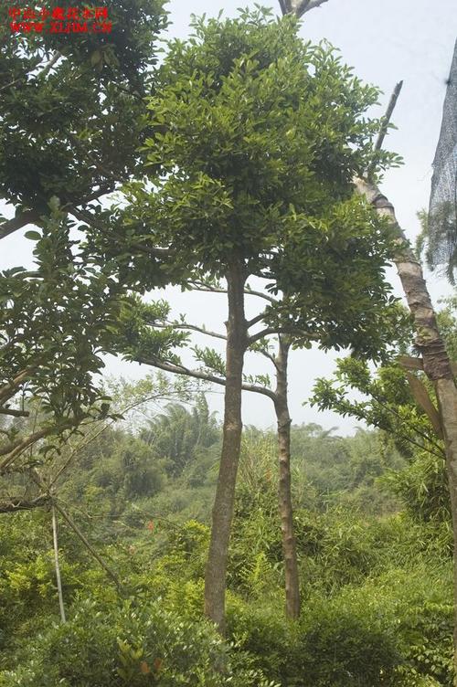 大叶子竹节盆栽植物（大叶竹节树）