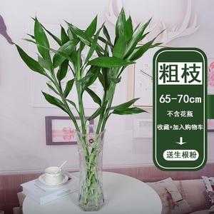 大叶子竹节盆栽植物（大叶竹节树）